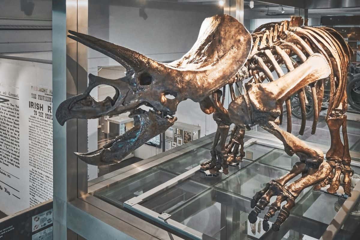 A full skeleton of a Triceratops in a museum.