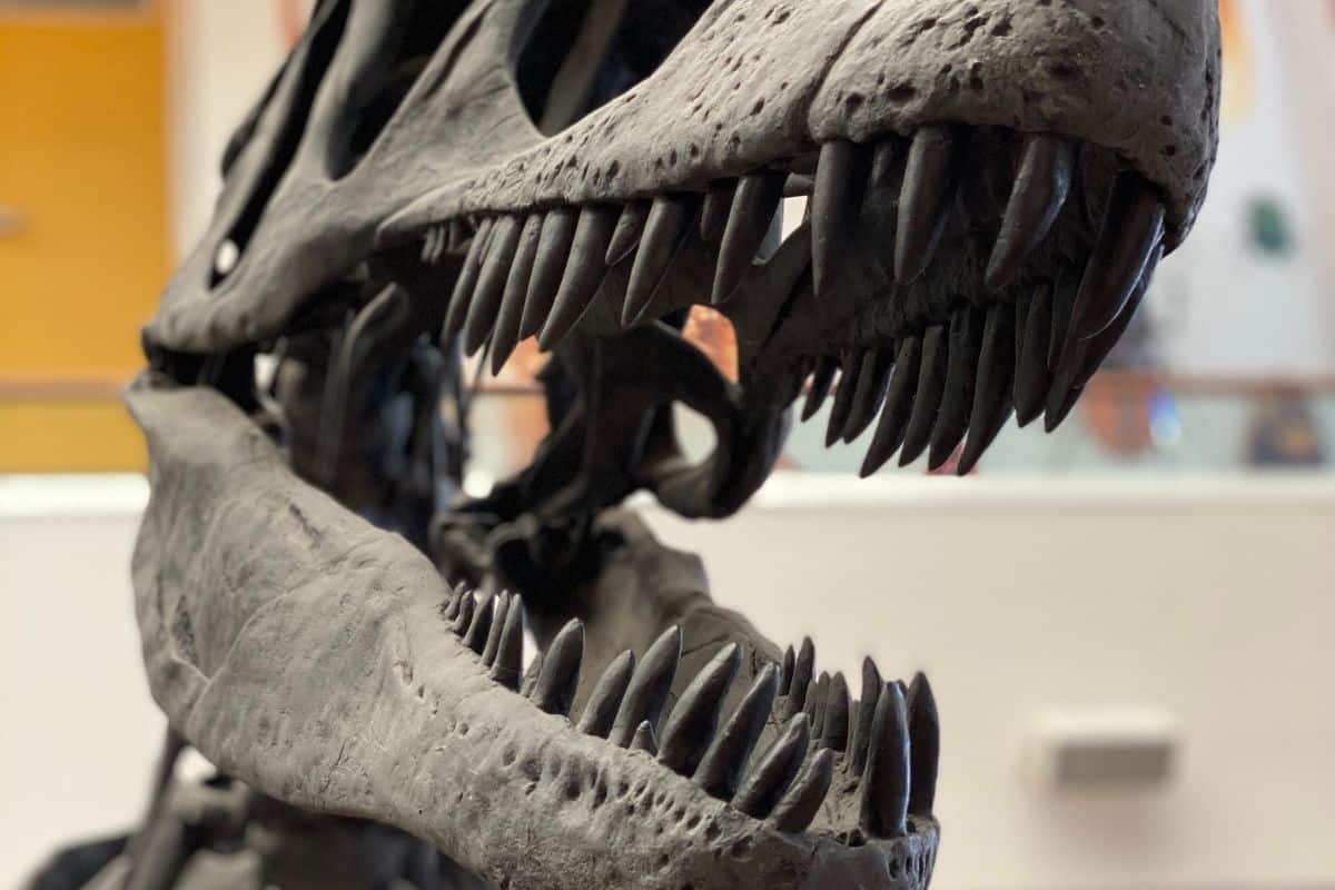 A skeleton rex head.