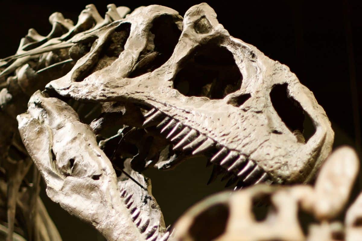 skeleton dinosaur head.